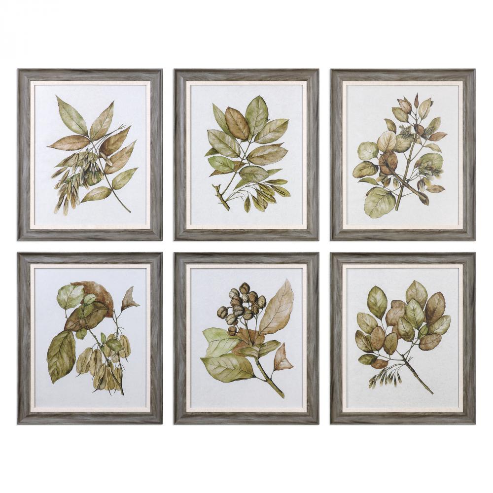 Seedlings Framed Prints S/6